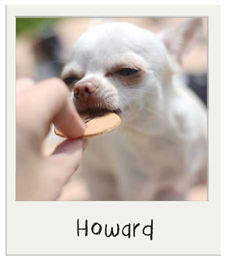 Howard aime nos biscuits pour chiens BIO Beurre de cacahuète